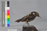 藏品(小啄木)的圖片